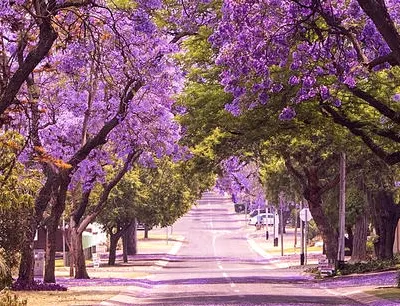 Les cerisiers en fleurs a Stockholm